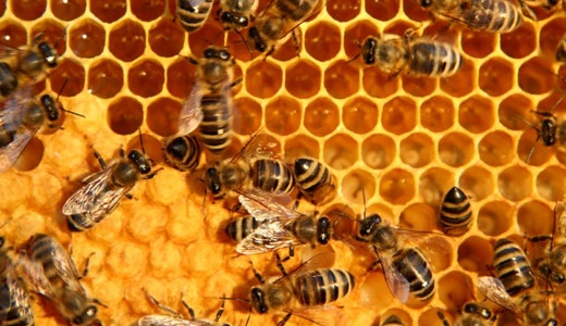 ไฟโต รอยัล เจลลี่ (Phyto Royal Jelly) ผลิตภัณฑ์อาหารเสริมจากนมผึ้งแท้ 